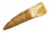 Bargain, Fossil Plesiosaur (Zarafasaura) Tooth - Morocco #297894-1